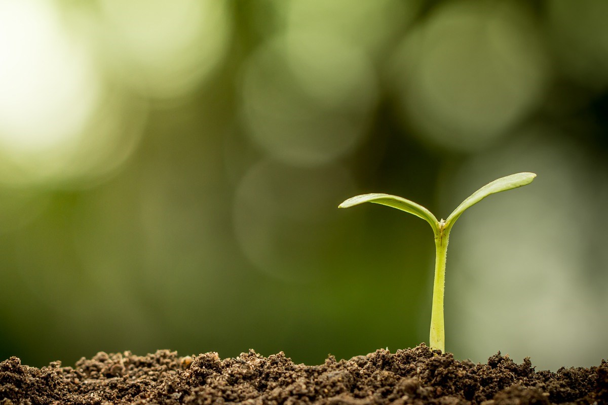 Young plant growing in soil on green bokeh background