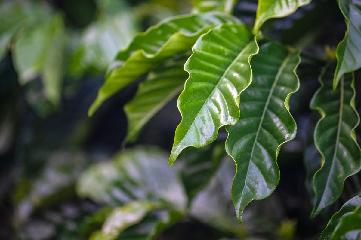 Close-up shot of coffee leaves