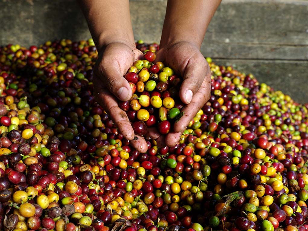 Fairtrade-märkt kaffe