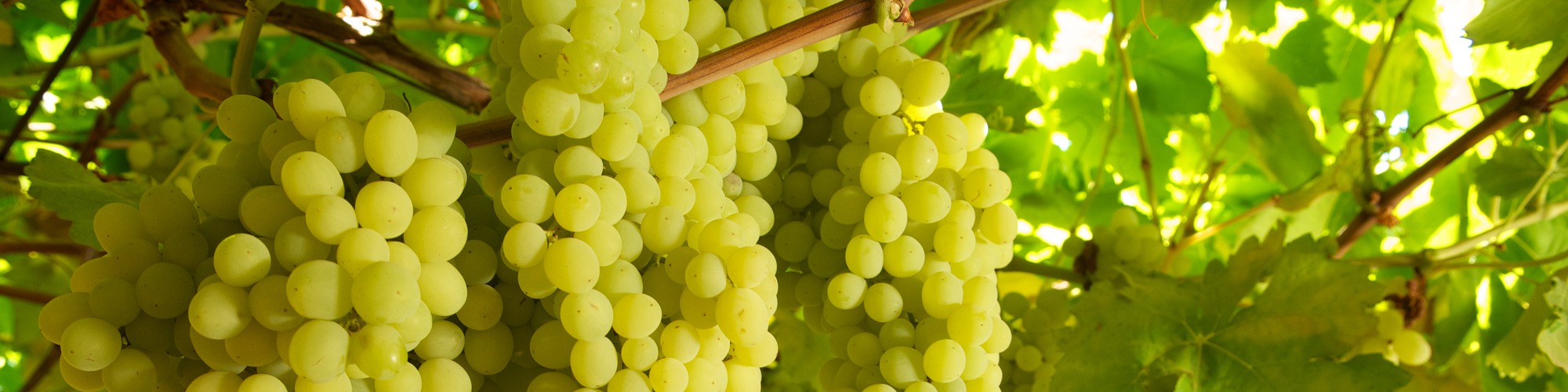 grape header