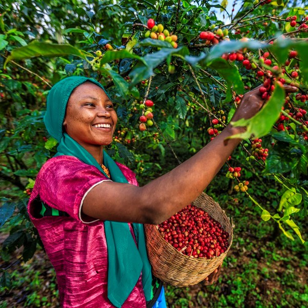 Young African woman collecting coffee berries from a coffee plant, Ethiopia, Africa. There are several species of Coffea - the coffee plant. The finest quality of Coffea being Arabica, which originated in the highlands of Ethiopia. Arabica represents almost 60% of the world’s coffee production..